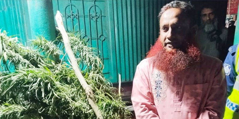 সিরাজগঞ্জে স্কুলশিক্ষকের বাড়িতে গাঁজা চাষ!